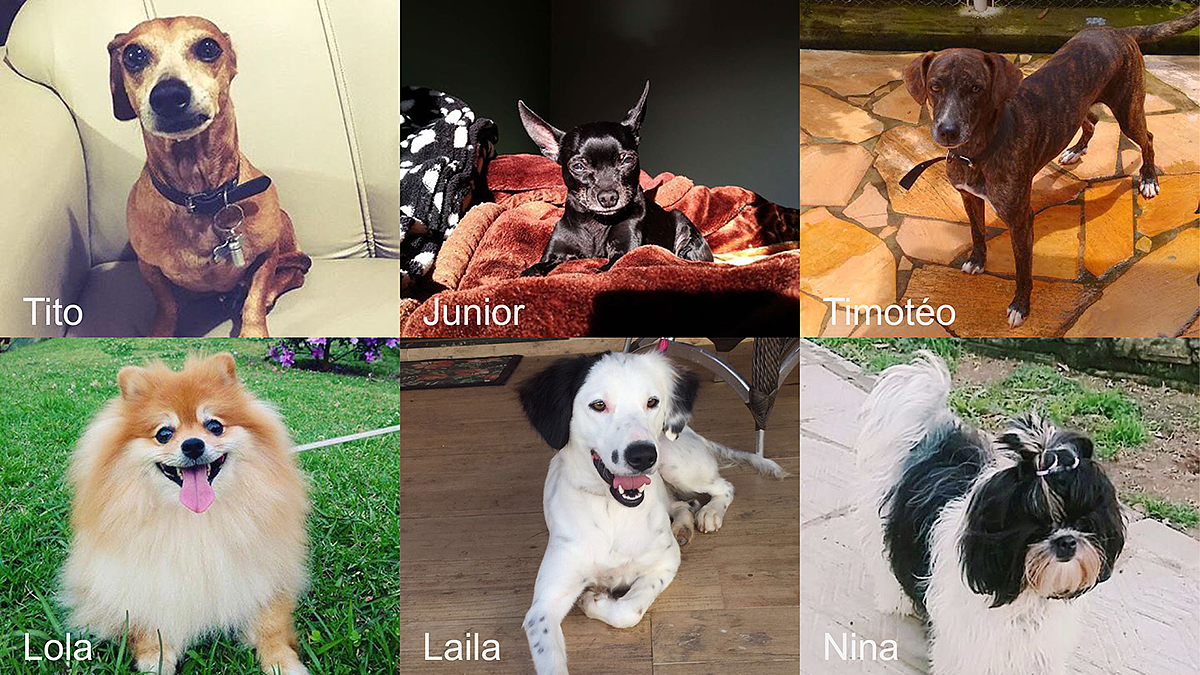 Pets，Internet of things，intelligence，migo，