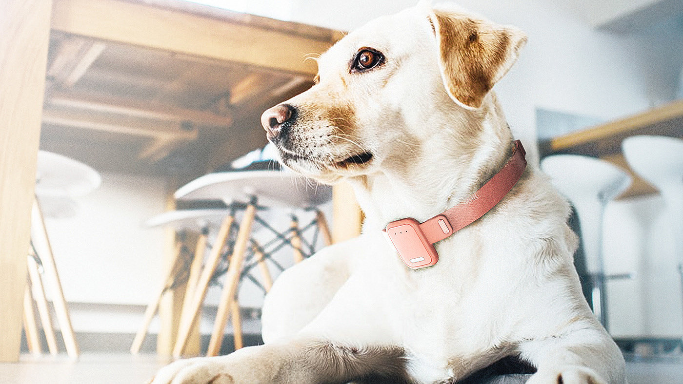 Pets，Internet of things，intelligence，migo，