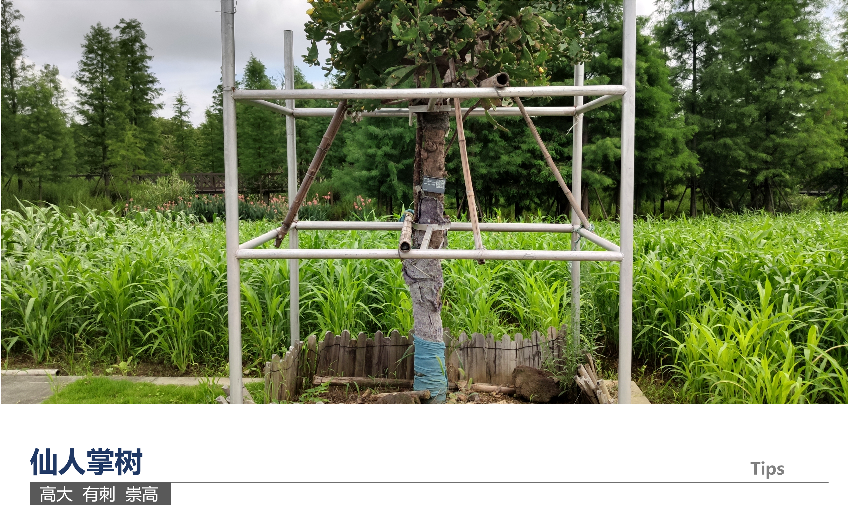 Design，originality，Bracket，cactus，