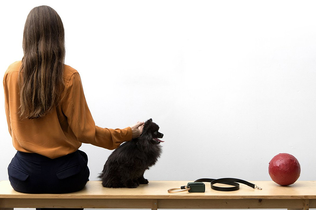 delicate，Simplicity，fashion，Pet accessories，