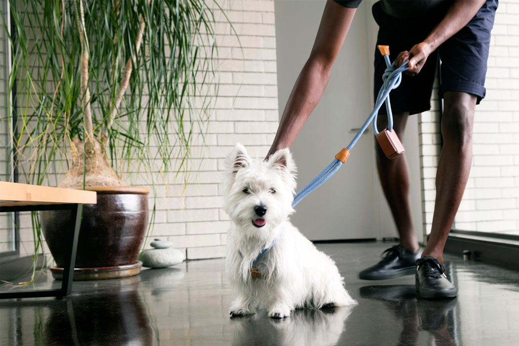 delicate，Simplicity，fashion，Pet accessories，