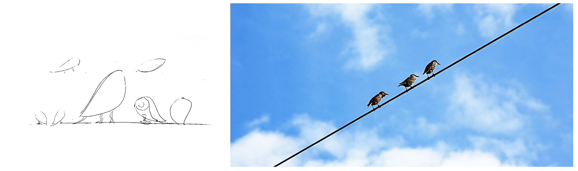 bird，bionics，camera，