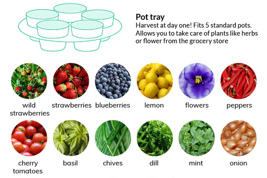 garden，fully automatic，Botany，