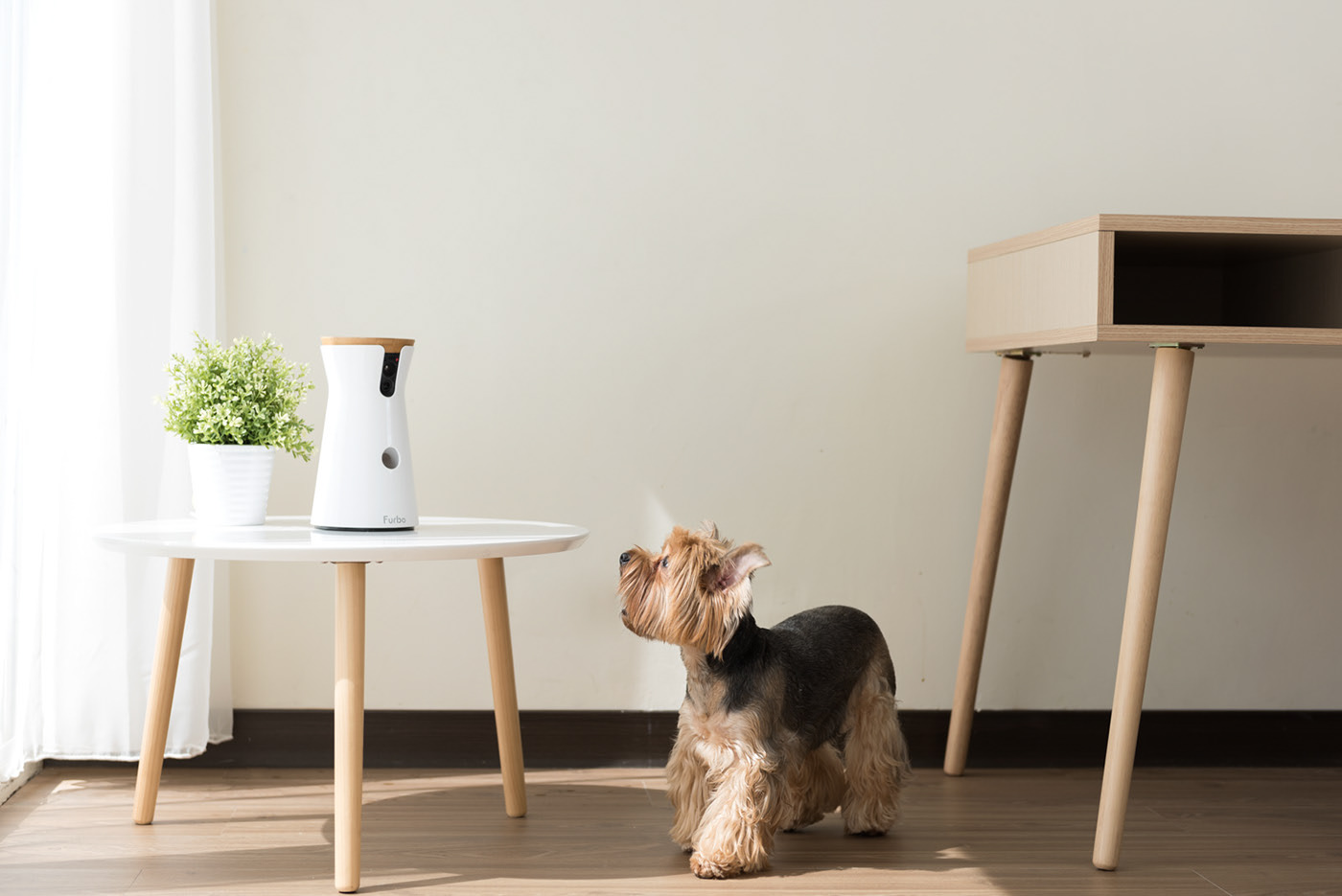 app，Furbo，Dog，movie camera，Photography，Hey! Cheese，Pets，