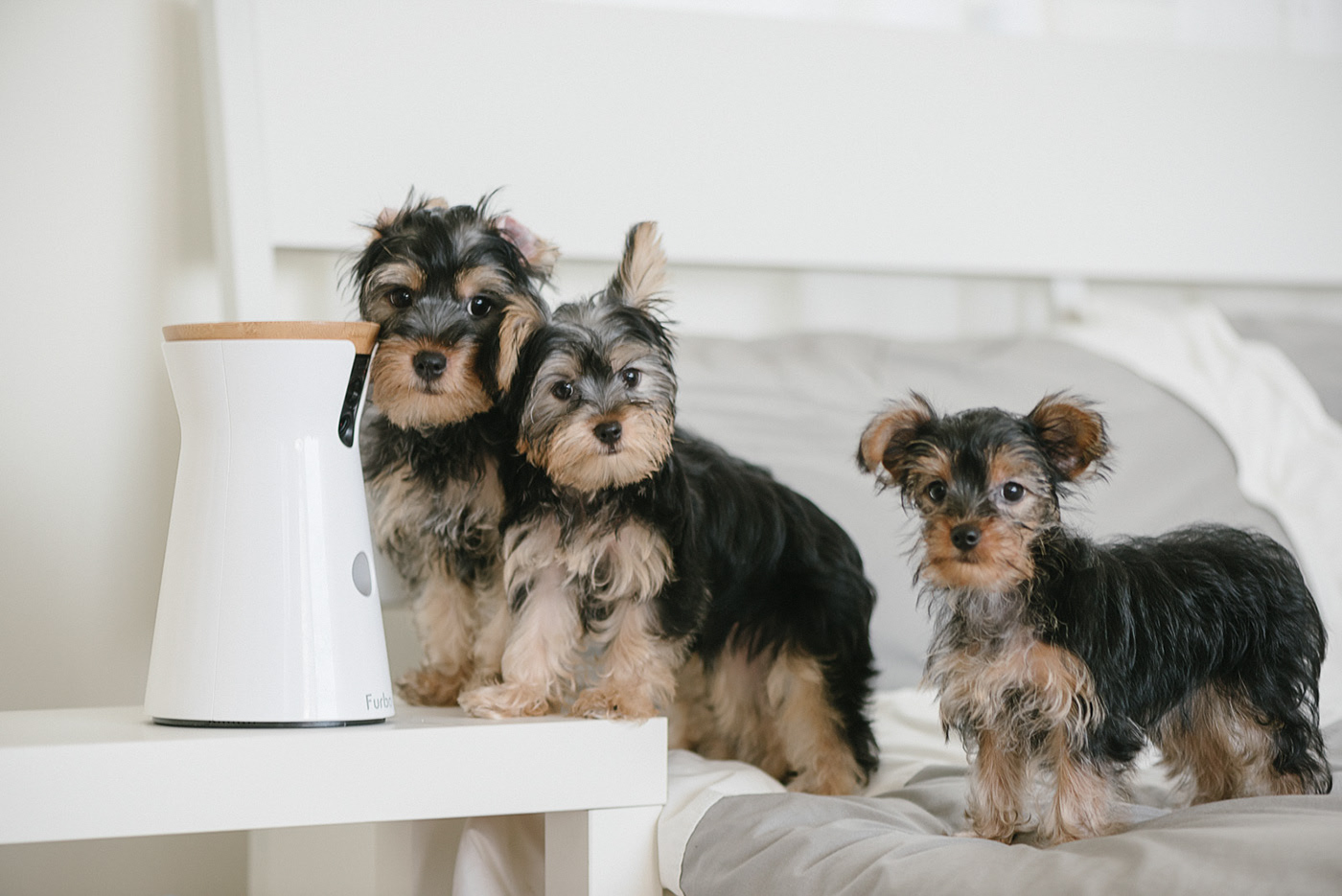 app，Furbo，Dog，movie camera，Photography，Hey! Cheese，Pets，