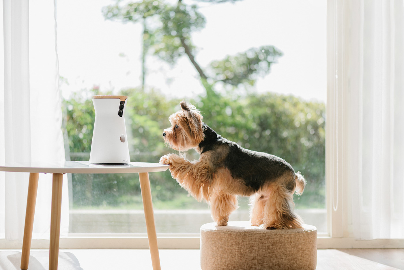 app，Furbo，Dog，movie camera，Photography，Hey! Cheese，Pets，