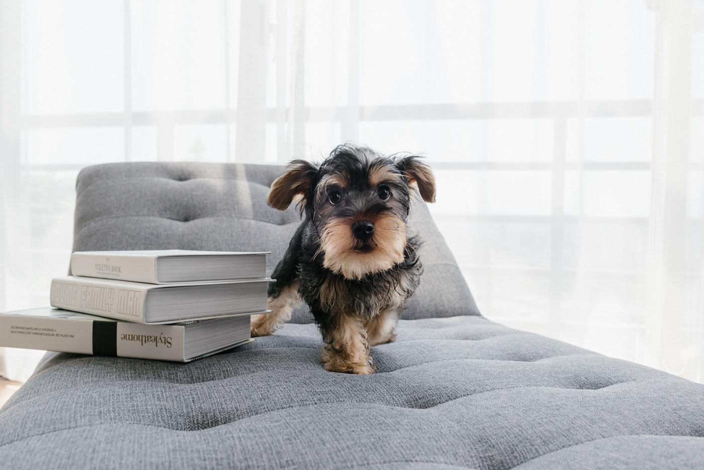 app，Furbo，Dog，movie camera，Photography，Hey! Cheese，Pets，