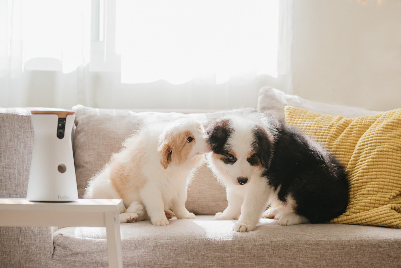 app，Furbo，Dog，movie camera，Photography，Hey! Cheese，Pets，