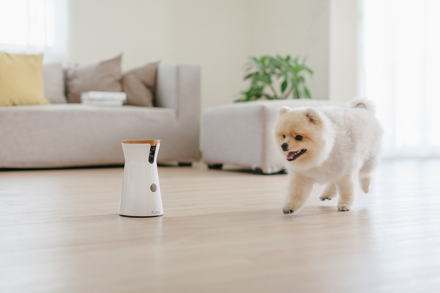 app，Furbo，Dog，movie camera，Photography，Hey! Cheese，Pets，