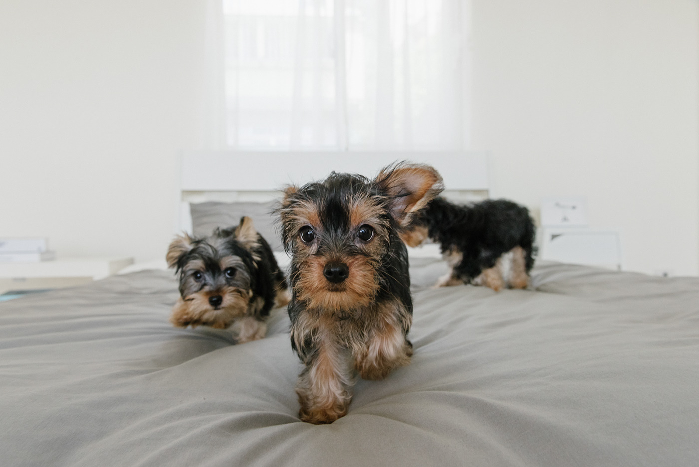 app，Furbo，Dog，movie camera，Photography，Hey! Cheese，Pets，