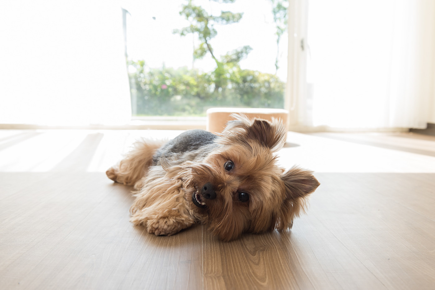 app，Furbo，Dog，movie camera，Photography，Hey! Cheese，Pets，