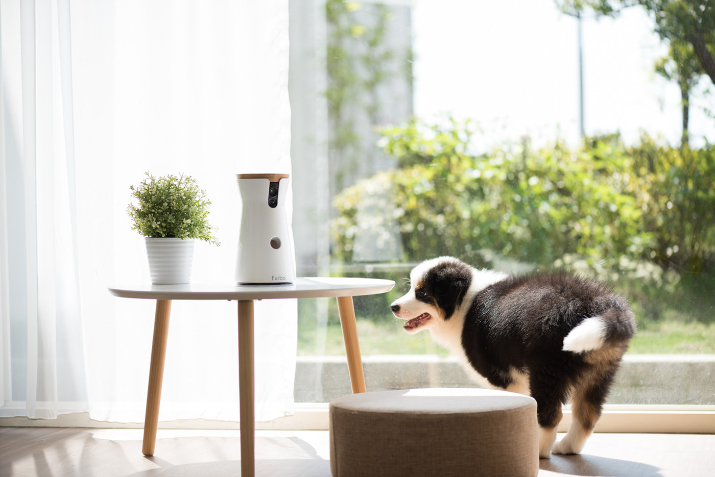 app，Furbo，Dog，movie camera，Photography，Hey! Cheese，Pets，