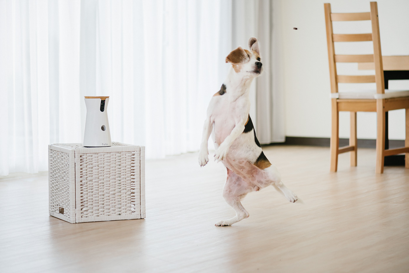 app，Furbo，Dog，movie camera，Photography，Hey! Cheese，Pets，