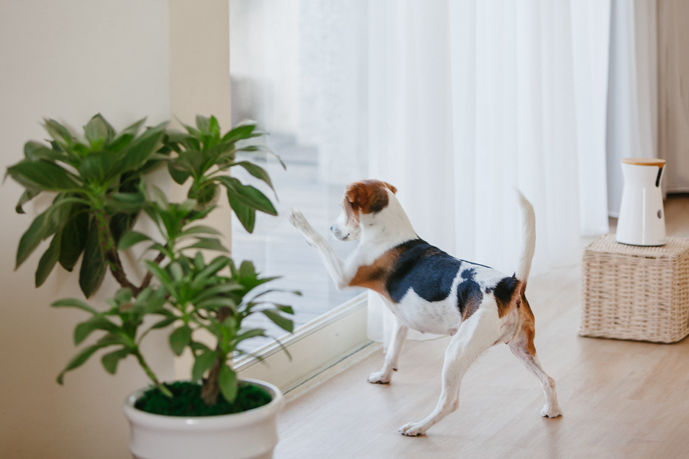 app，Furbo，Dog，movie camera，Photography，Hey! Cheese，Pets，