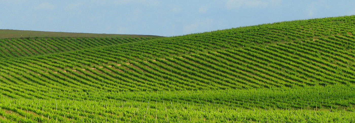 Platon Ivantsov，Raw naturalness wine，product，