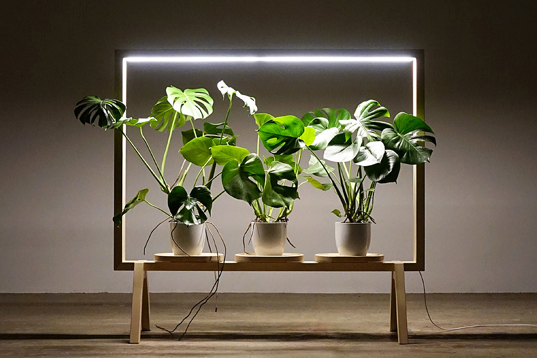 Screen divider，Potted plants，lighting，