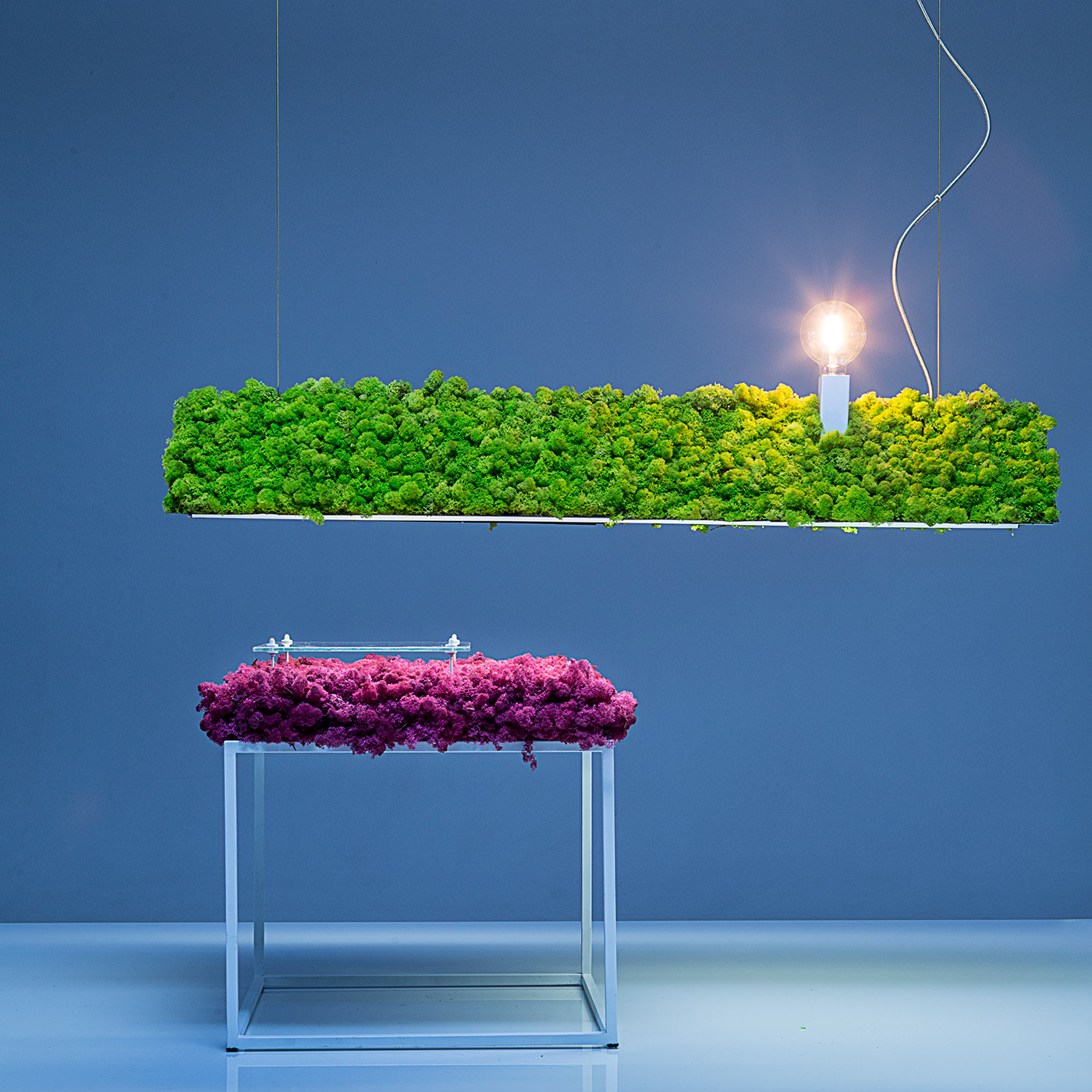 lighting，green，Botany，Tiago Curioni，