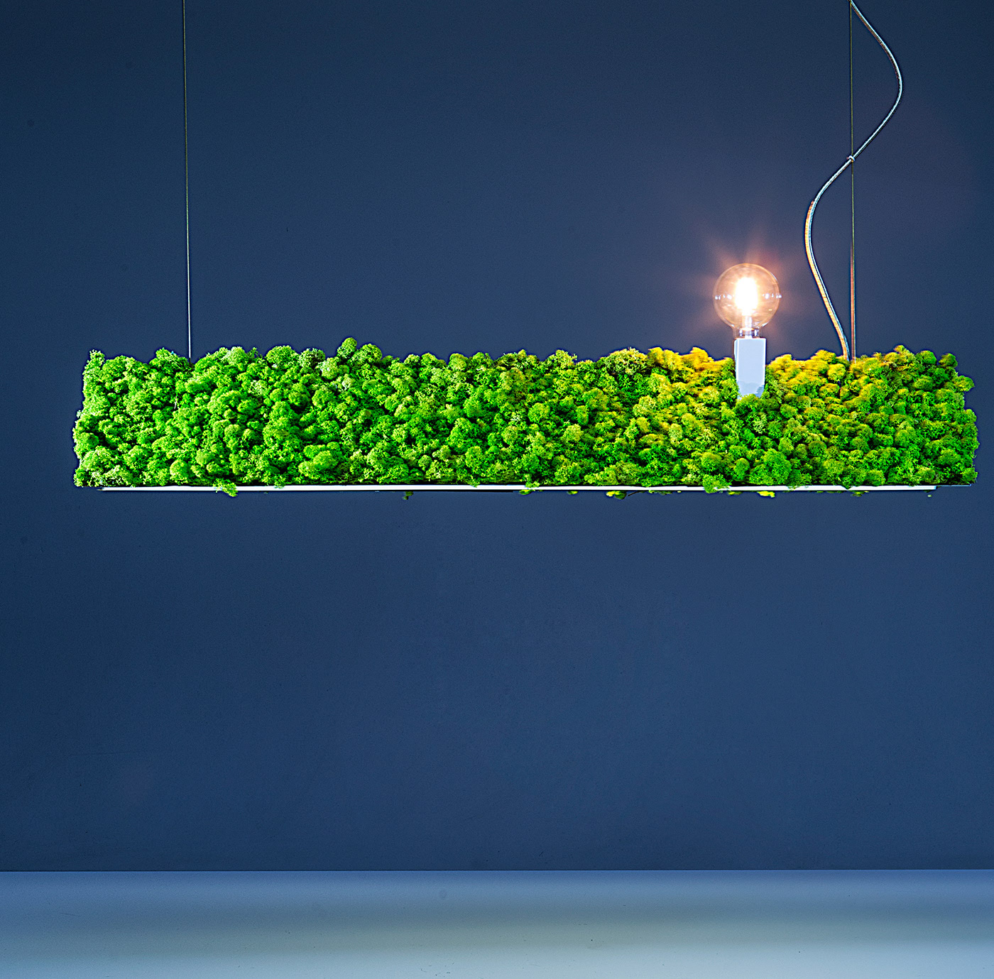 lighting，green，Botany，Tiago Curioni，