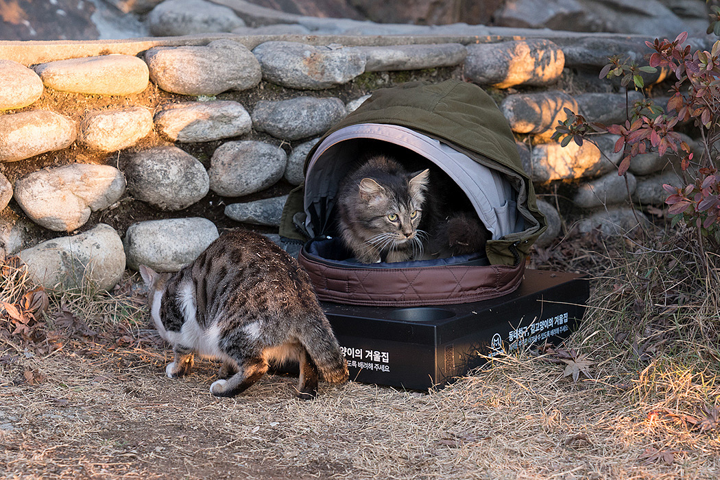 assemble，Recycling，Cat nest，Stray animals，