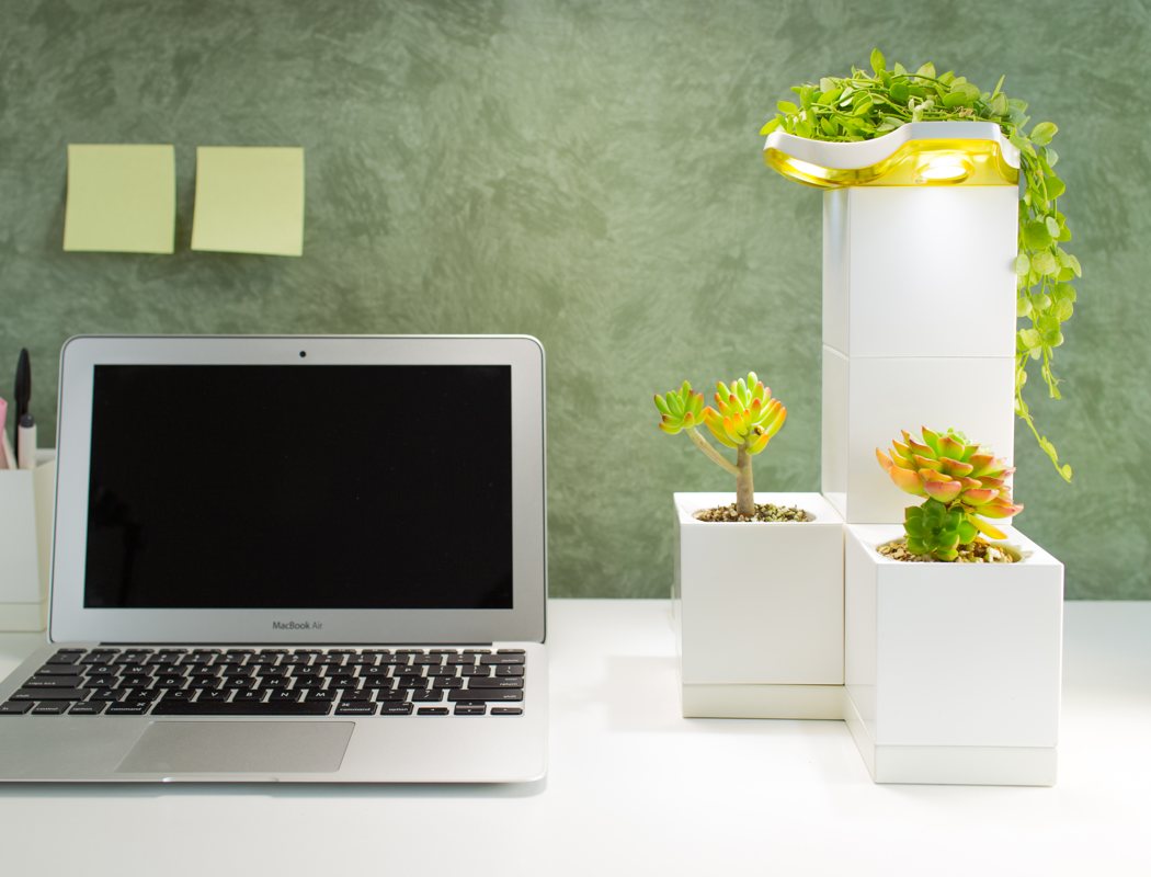 a deep forest，green，Botany，white，indoor，Haobin Lin，LeGrow，usb，