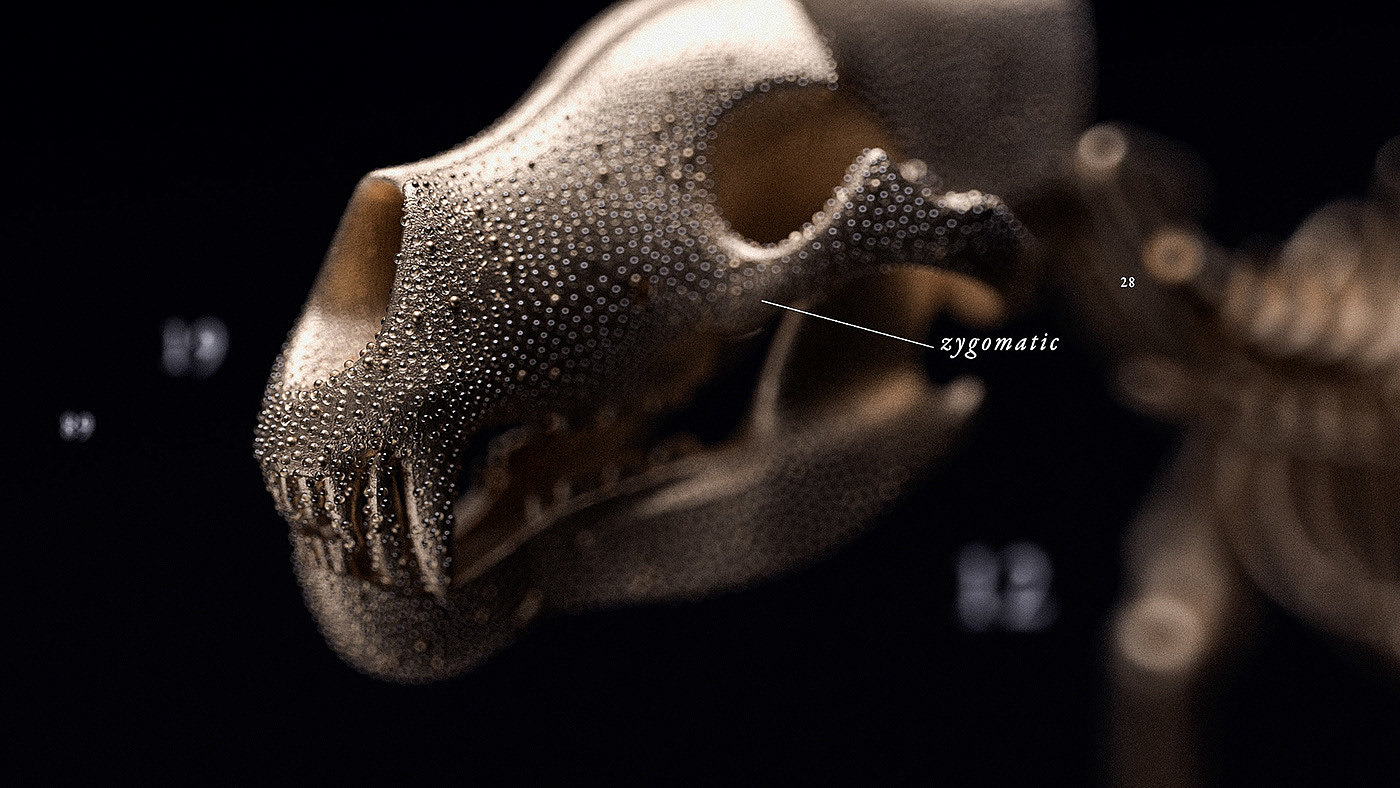 animal，bones，anatomy，National Geography，3d，