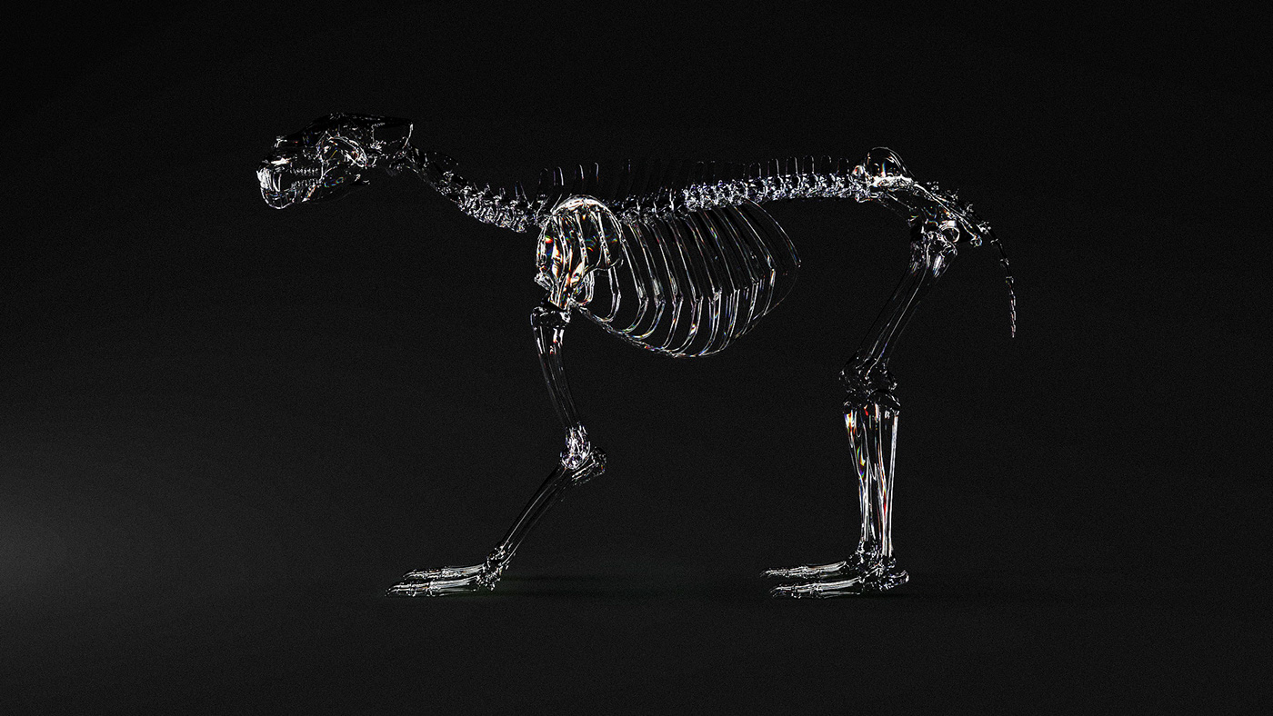 animal，bones，anatomy，National Geography，3d，