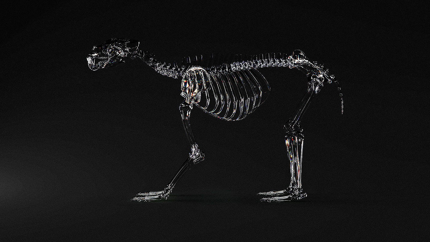 animal，bones，anatomy，National Geography，3d，