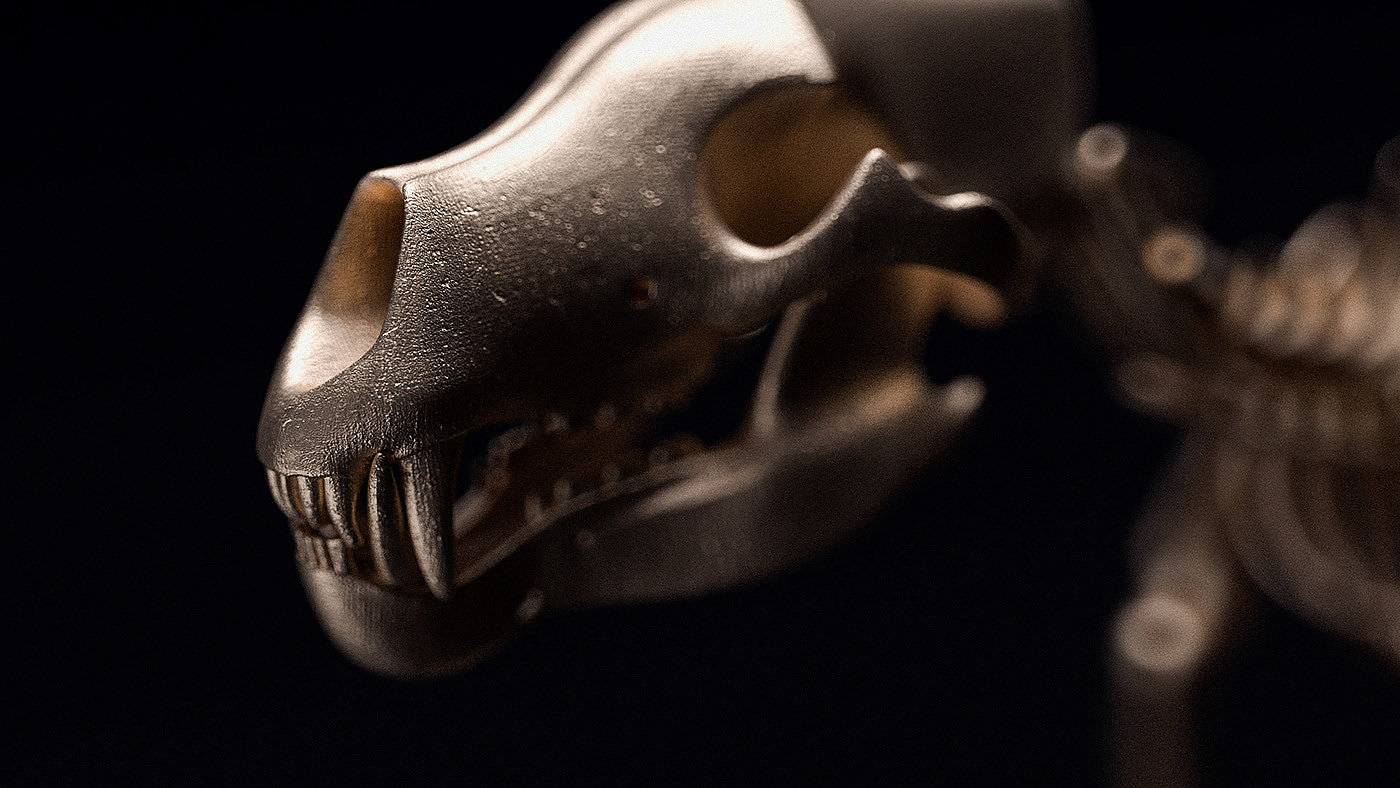 animal，bones，anatomy，National Geography，3d，