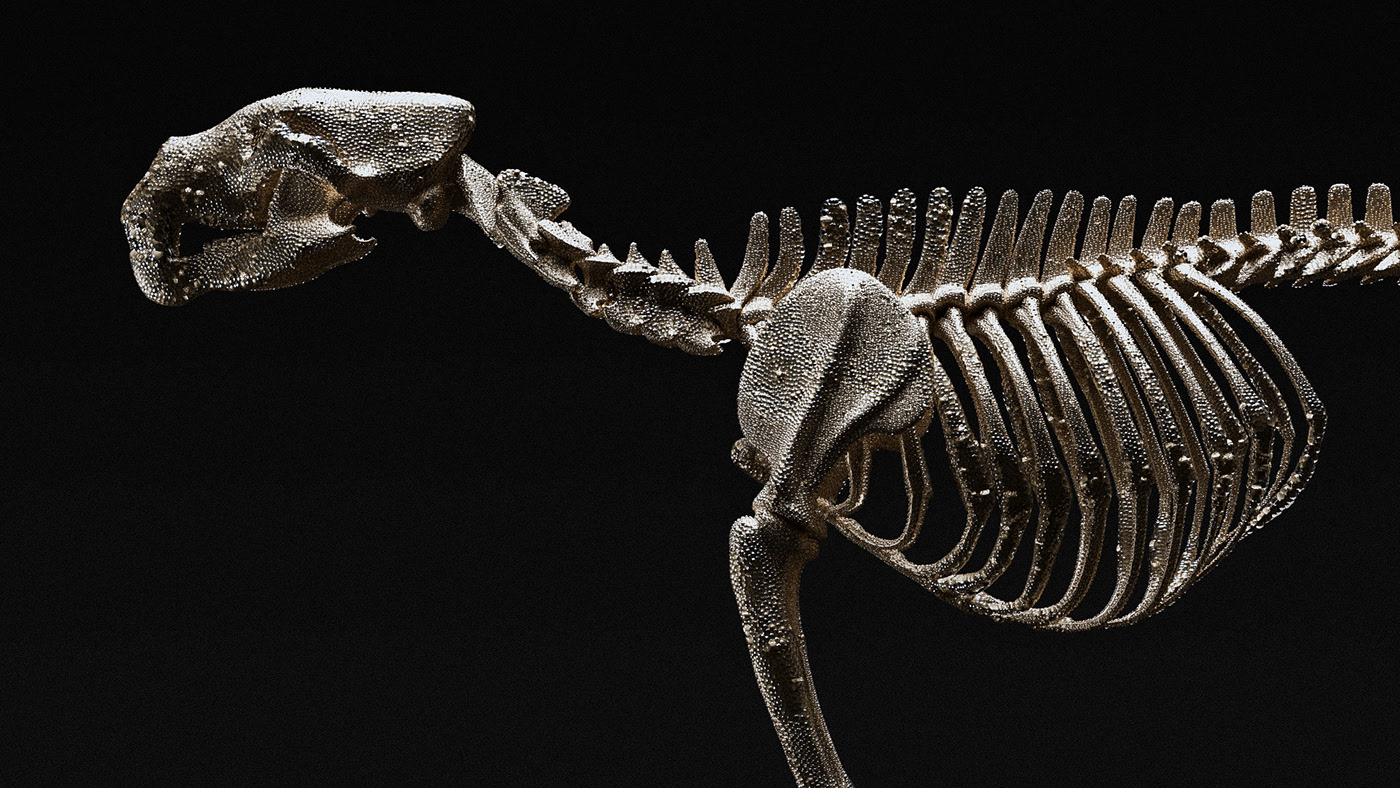 animal，bones，anatomy，National Geography，3d，