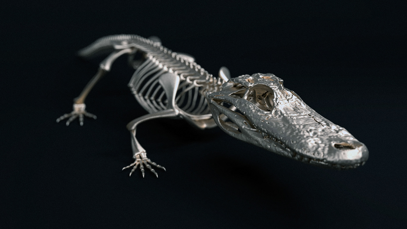 animal，bones，anatomy，National Geography，3d，