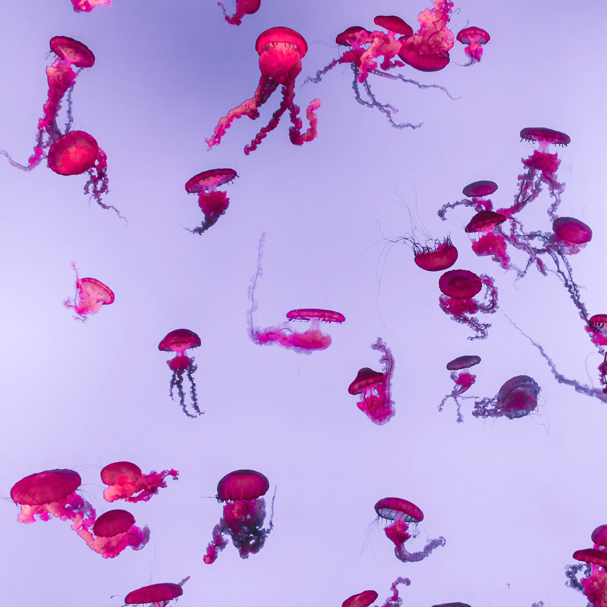 Drinks，Japan，Functionality，drink，