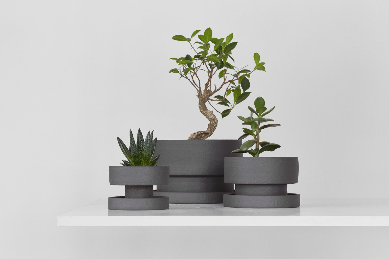 Botany，indoor，color，Minimalism，