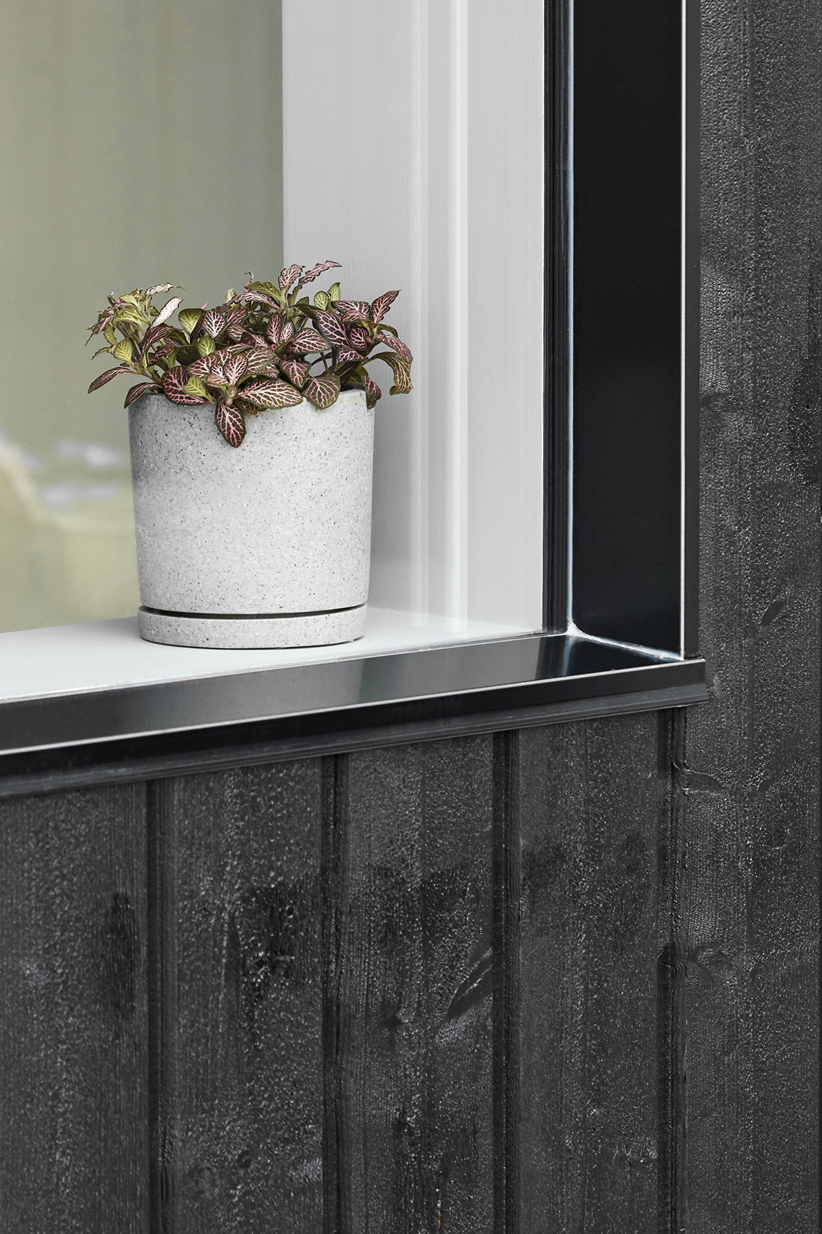 Botany，indoor，color，Minimalism，