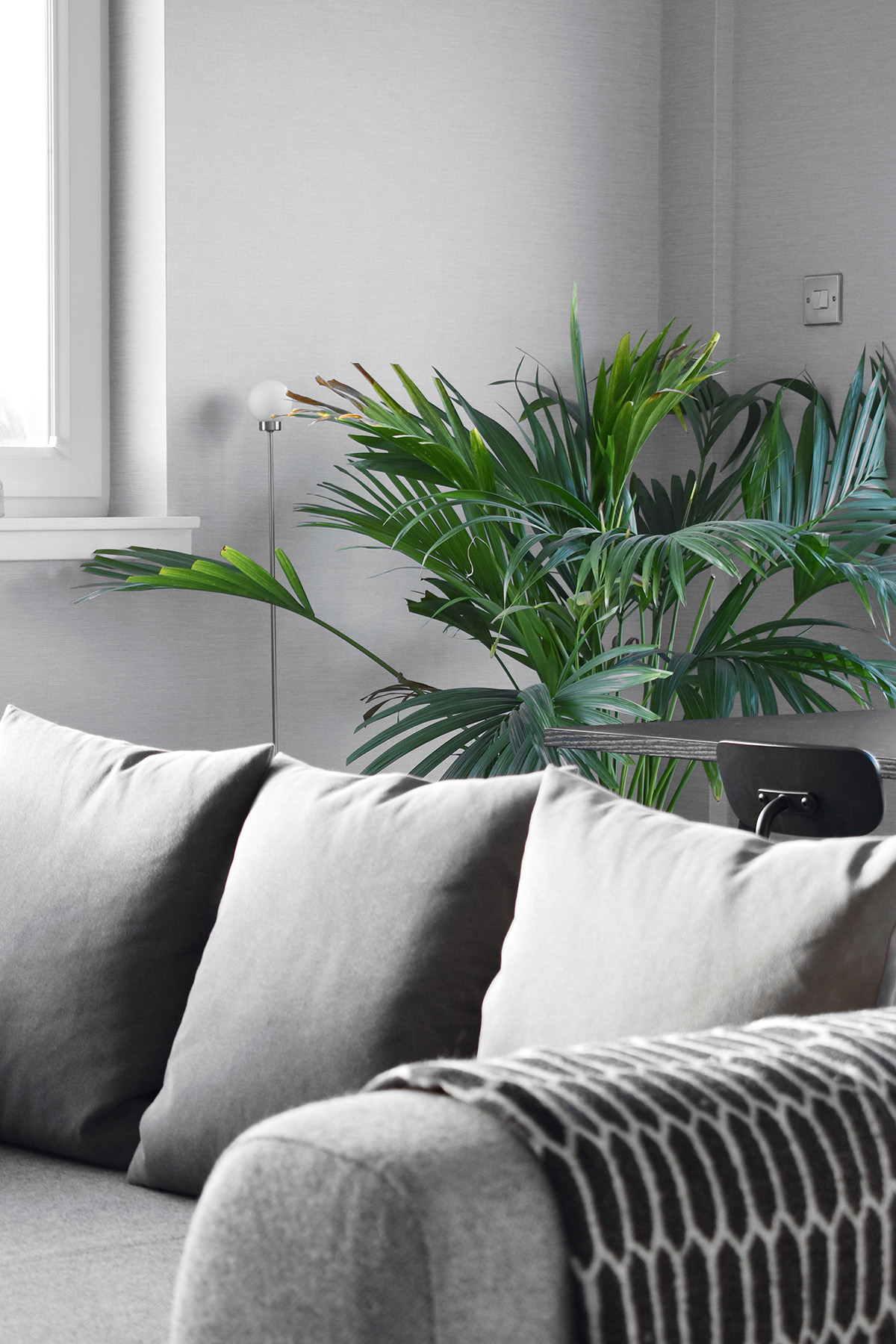 Botany，indoor，color，Minimalism，