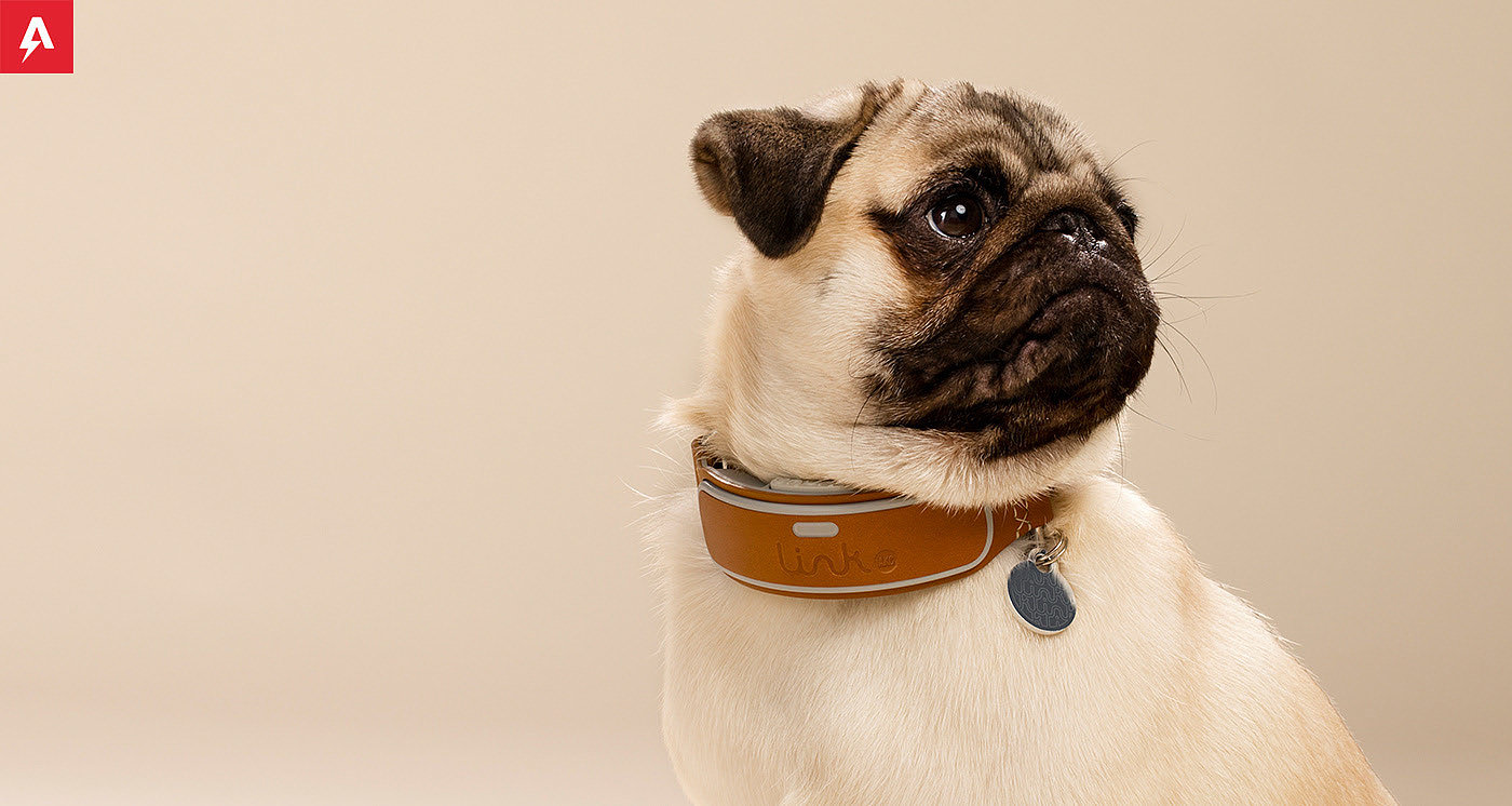 dog，a collar for a horse，Leatherwear，charge，