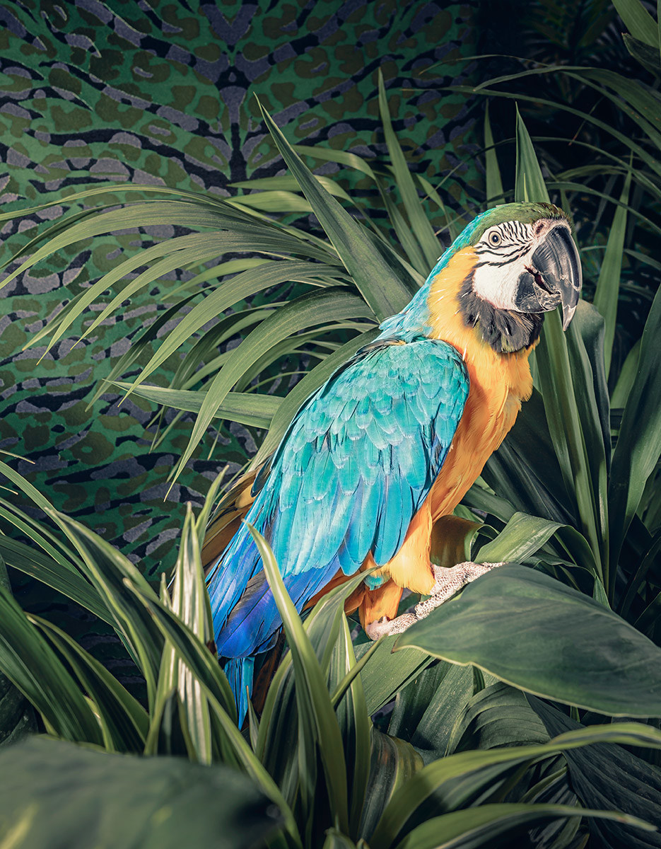 Home Furnishing，furniture，Tropic Affair ，Botany，wallpaper，wallpaper，