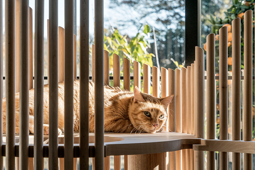 宠物，猫咪，娱乐，NEKO Cat Tree，