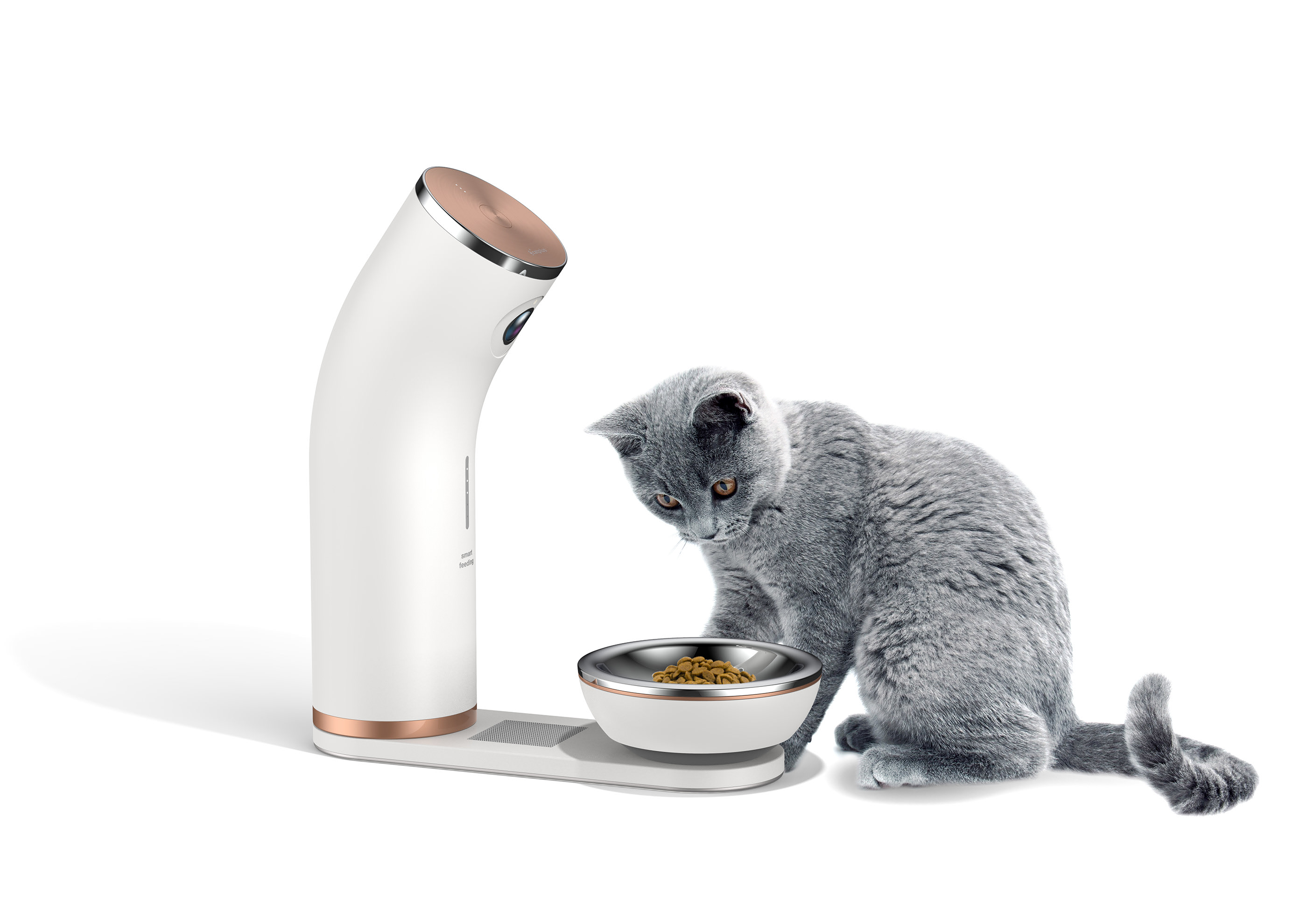 good-looking，Pets，Feeding，intelligence，