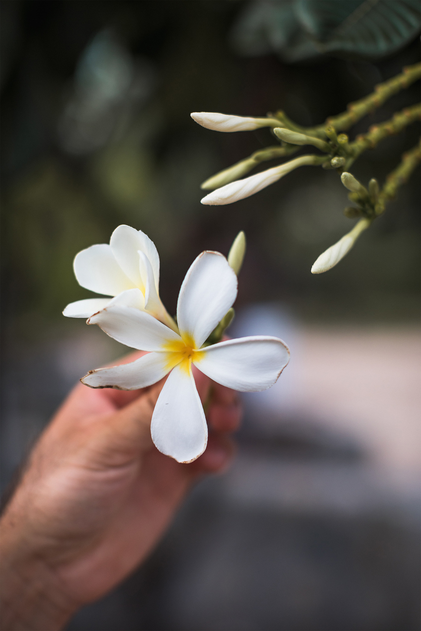 product design，skin care products，Peltan Bros，Brand design，