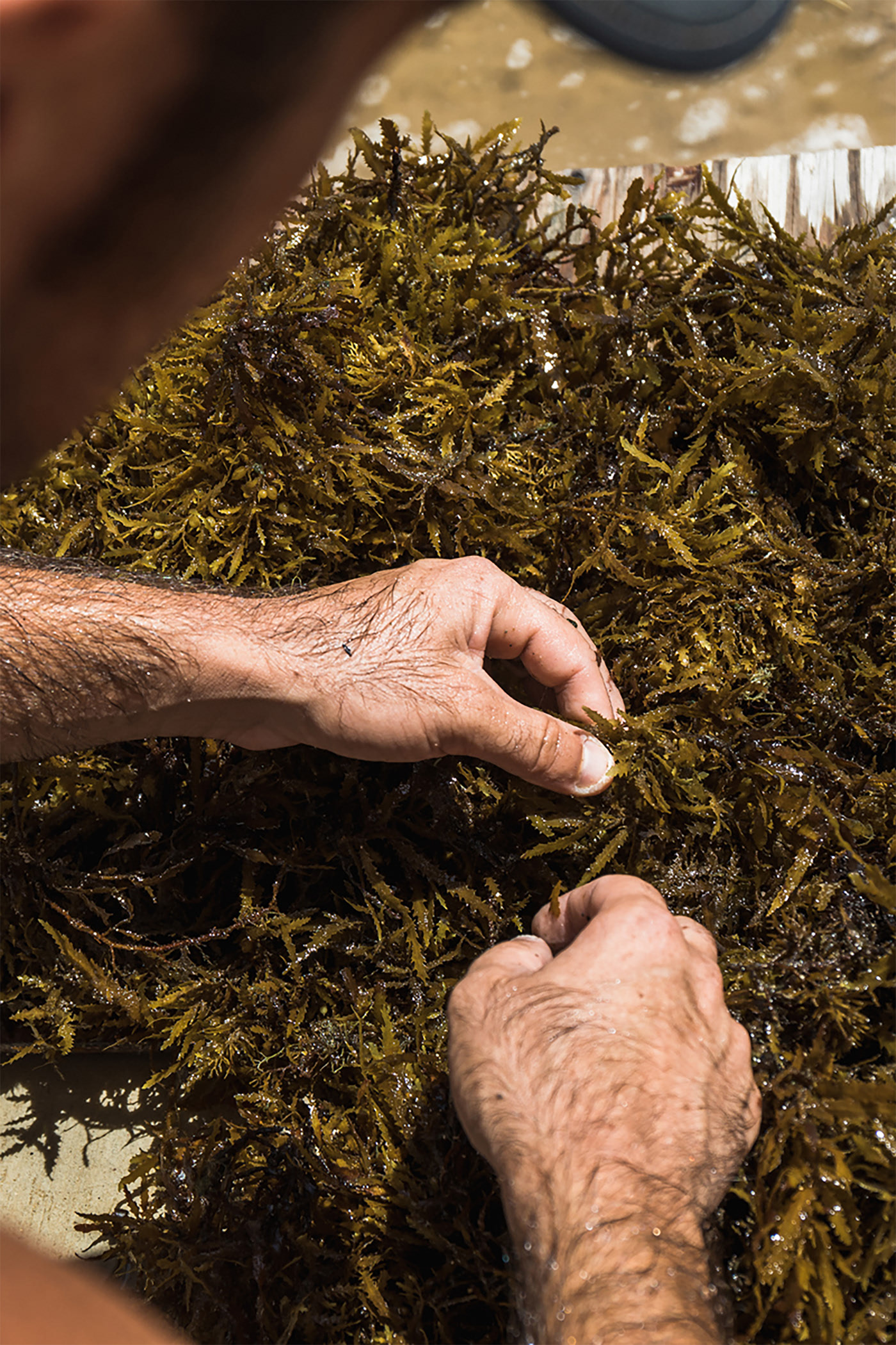 product design，skin care products，Peltan Bros，Brand design，