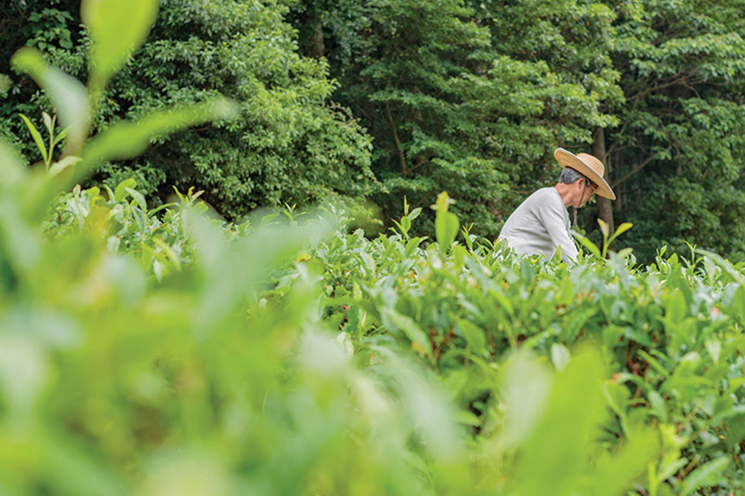 Matcha machine，Portable，Authentic，Small，fashion，