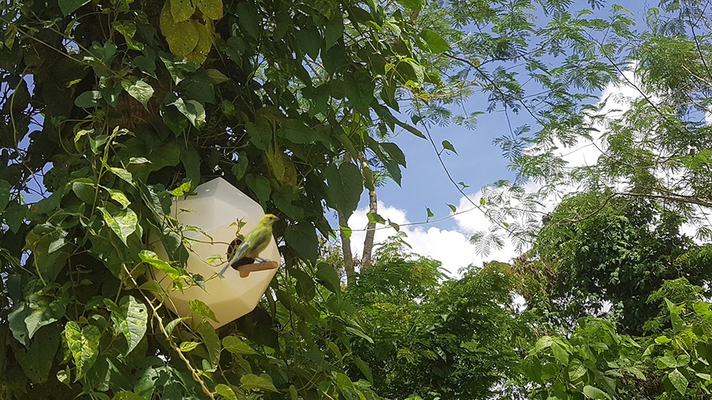 Move _Up，Bird's nest，environmental protection，Bird ecology，