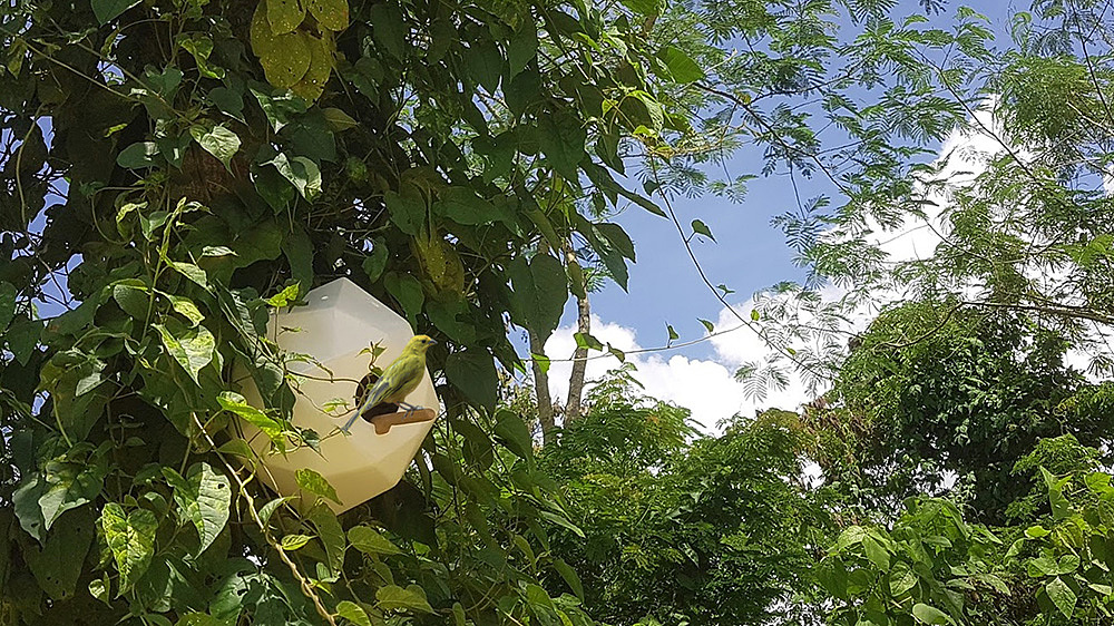 Move _Up，Bird's nest，environmental protection，Bird ecology，