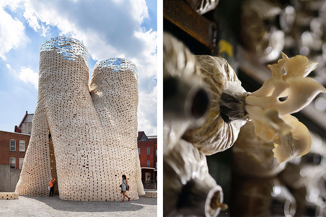 Living，Organic mycelium tower，Future architecture，