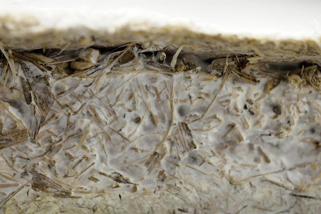 Living，Organic mycelium tower，Future architecture，