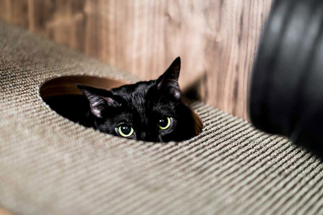 wooden ，cattery ，Cat Flat，