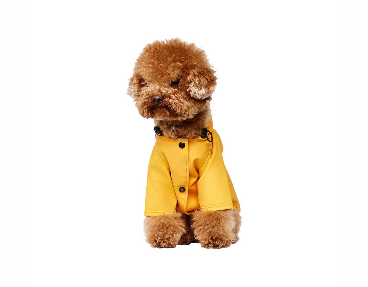 Pets，clothing，T-shirt，Raincoat，