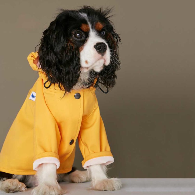 Pets，clothing，T-shirt，Raincoat，