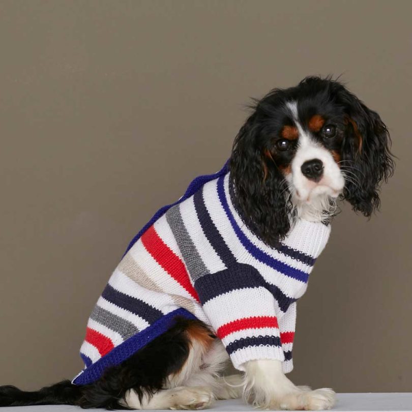 Pets，clothing，T-shirt，Raincoat，