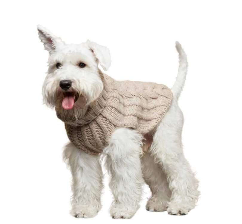 Pets，clothing，T-shirt，Raincoat，